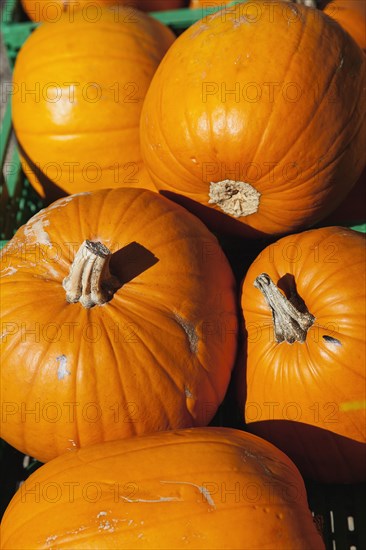 Pumpkins for sale at Grange Farms market store.