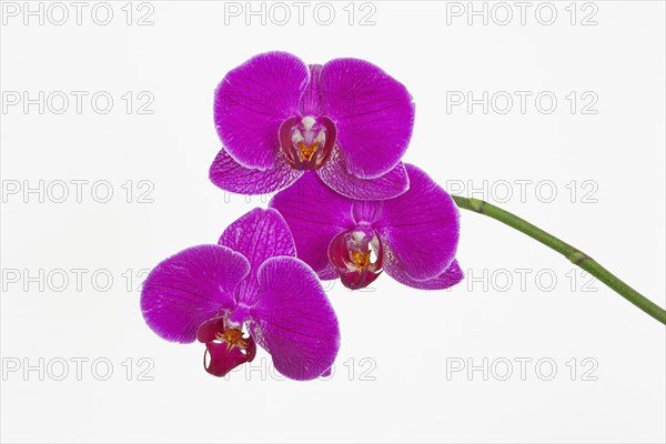 Orchid against white background.