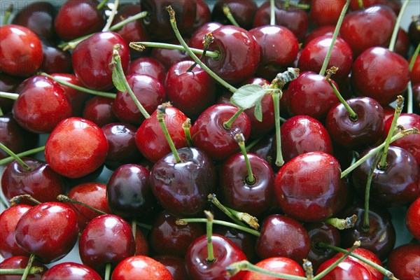 Sweet Cherries.