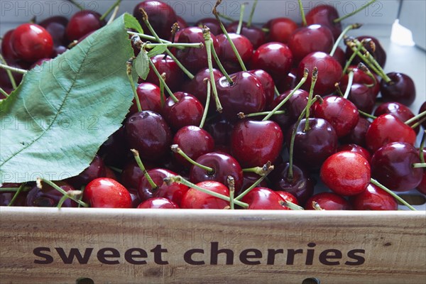 Sweet Cherries.