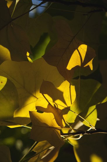 Tulip tree Sunlight shining through leaves in autumn.