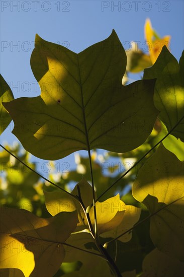 Tulip tree Sunlight shining through leaves in autumn.