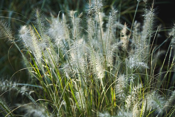 Pennisetum alopecuroides Hameln.