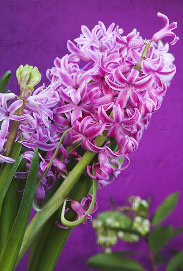 Hyacinth Pink Hyacinth against purple background.