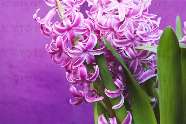 Hyacinth Pink Hyacinth against purple background.