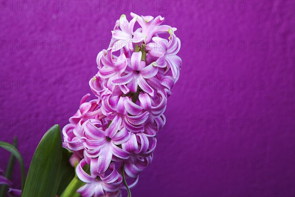 Hyacinth Pink Hyacinth against purple background.