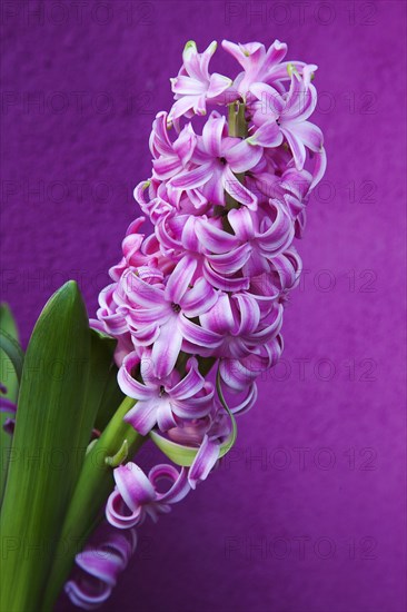 Hyacinth Pink Hyacinth against purple background.