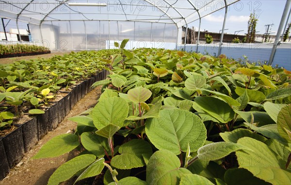 Greenhouse nursing young plants.