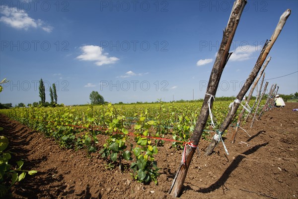 Young pear trees lined up at a plantation.