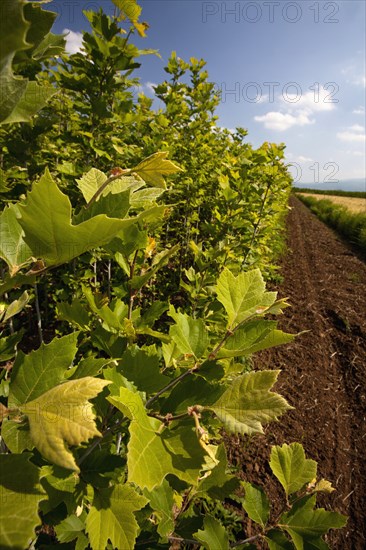 Young plane-trees lined up at a plantation.