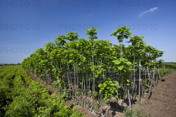 Catalpa bignonioides young Indian Bean Trees lined up at a plantation.