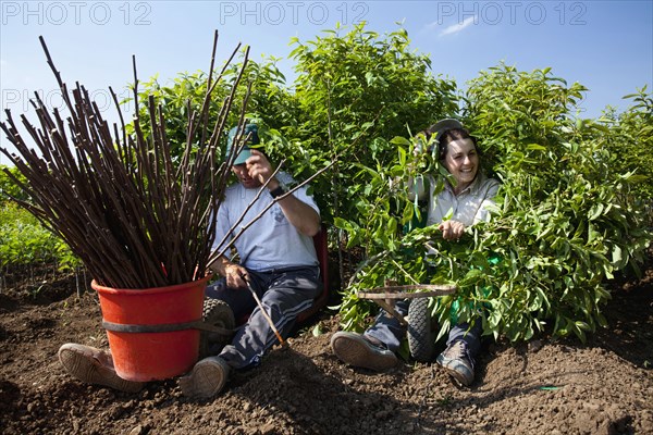 Working man and woman grafting trees.