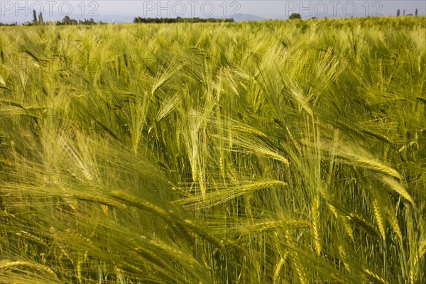 Field of wheat swaying in the wind.