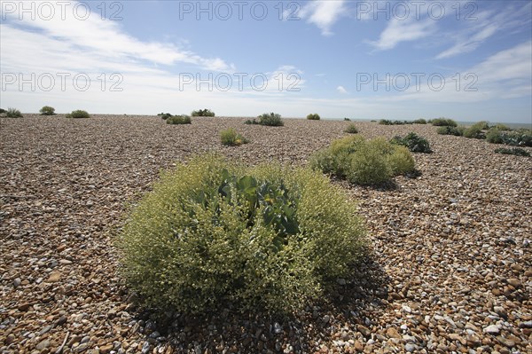 View across shingle beach with sea Kale in the foreground.