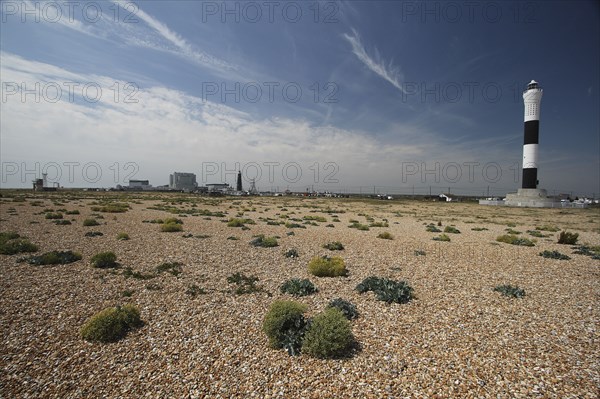 View across shingle beach with sea Kale in the foreground and the Nuclear Power Station on the horizon..
