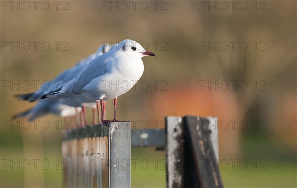 Group Five black-headed gulls perched in a row on the river Thames Hambleden Lock