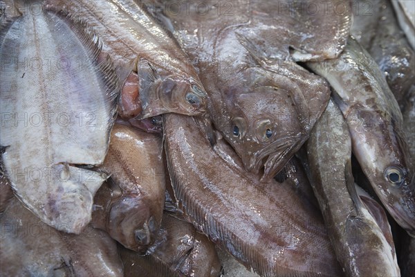 St Georges Market close up of fresh fish display.