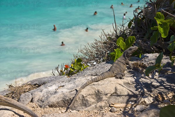 Iguana sunbathing above Tulum Beach.