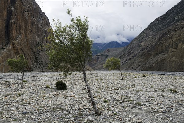 Sparse trees at Kali Gandaki rock strewn riverbed.