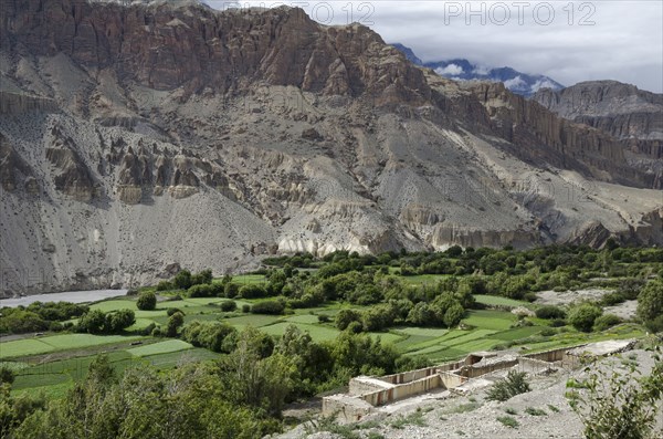 Green fields along the route from Kagbeni to Chhusang. Kali Gandaki gorge.