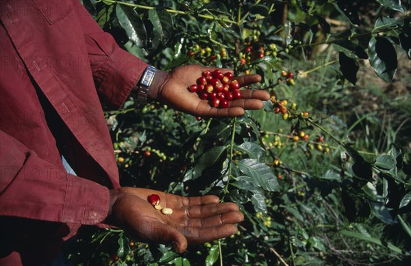 West Indies, Jamaica, Agriculture, Cropped shot of person standing beside coffee bush holding ripe coffee beans on outstretched hands. Photo : Gavin Wickham