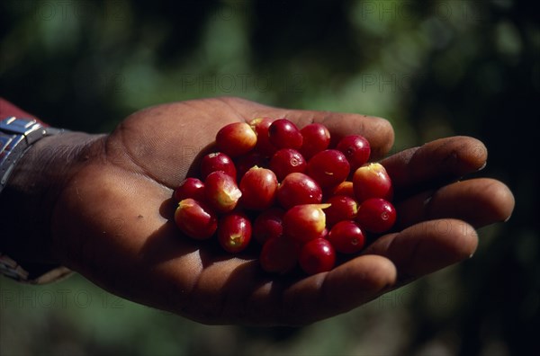 West Indies, Jamaica, Agriculture, Cropped shot of hand holding ripe coffee beans.. Photo : Gavin Wickham