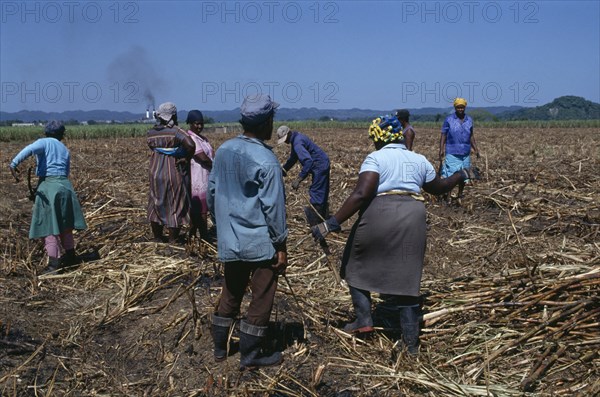 West Indies, Jamaica, Westmoreland Parish, Women clearing sugar cane field after the cane has been cut on the Eastern Plantation. Photo : Nancy Durrell McKenna