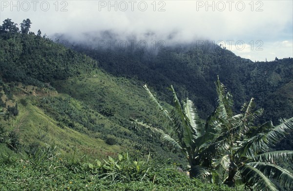 West Indies, Jamaica, Blue Mountains, Tree covered hillside and low lying cloud. Photo : James Henderson