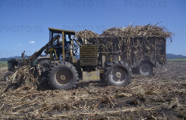West Indies, Jamaica, West Moreland Parish, Mechanical harvesting of sugarcane. Photo : Nancy Durrell McKenna