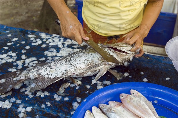 Thailand, Koh Samui, THong Yang Fishing Village. Grupa fish being de scaled. Photo : Derek Cattani