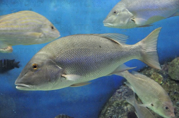 Mexico, Veracruz, Huachinango fish at the Veracruz Aquarium. Photo : Nick Bonetti
