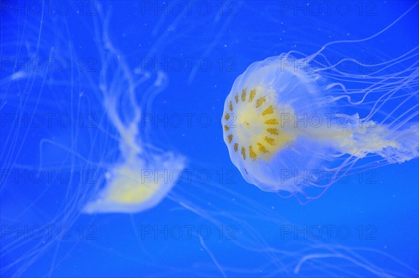 Mexico, Veracruz, Jellyfish native to Veracruz at the Veracruz Aquarium. Photo : Nick Bonetti