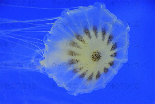 Mexico, Veracruz, Jellyfish native to Veracruz at the Veracruz Aquarium. Photo : Nick Bonetti