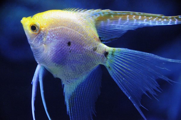 Mexico, Veracruz, Angel fish native to Veracruz at the Aquarium. Photo : Nick Bonetti