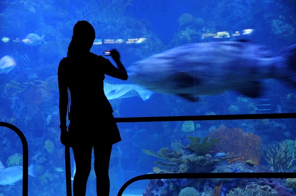 Mexico, Veracuz, Visitor silhouetted against glass watching fish at the Aquarium using mobile phone to take photograph. Photo : Nick Bonetti