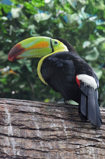 Mexico, Veracruz, Toucan native to Veracruz with bright multi coloured bill perched on branch. Photo : Nick Bonetti