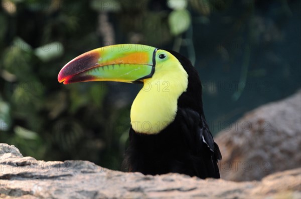 Mexico, Veracruz, Toucan native to Veracruz with bright multi coloured bill. Photo : Nick Bonetti