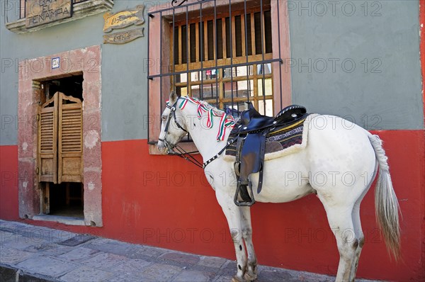 Mexico, Bajio, San Miguel de Allende, Horse tied up on street outside a cantina a men only bar with saloon doors. Photo : Nick Bonetti