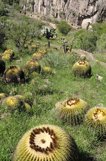 Mexico, Bajio, San Miguel de Allende, Botannical Gardens Barrel cactus growing on rocky slope. Photo : Nick Bonetti