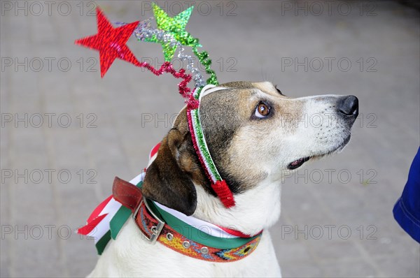 Mexico, Bajio, San Miguel de Allende, El Jardin Dog dressed for Independence Day celebrations. Photo : Nick Bonetti