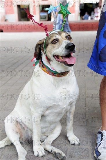 Mexico, Bajio, San Miguel de Allende, Dog dressed for Independence Day celebrations in El Jardin town square. Photo : Nick Bonetti