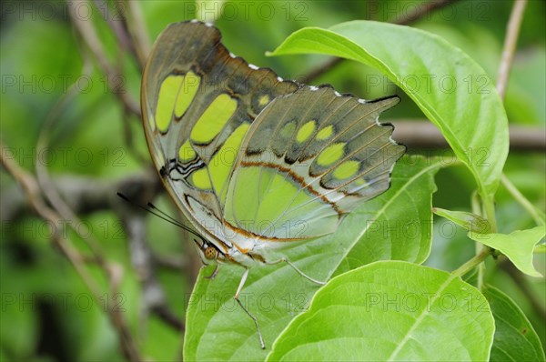Mexico, Jalisco, Puerto Vallarta, Green butterfly on leaf with folded wings in Las Juntas Botanical Gardens. Photo : Nick Bonetti