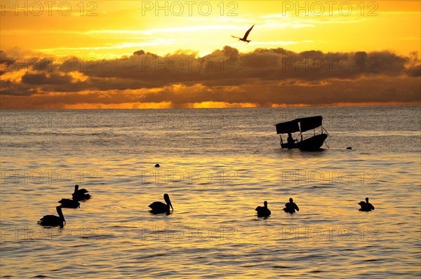 Mexico, Jalisco, Puerto Vallarta, Playa Olas Altas Pelicans and fishing boat silhouetted on water at sunset. Photo : Nick Bonetti