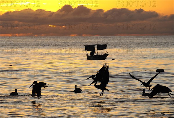 Mexico, Jalisco, Puerto Vallarta, Playa Olas Altas Pelicans and fishing boat silhouetted on the water at sunset.. Photo : Nick Bonetti