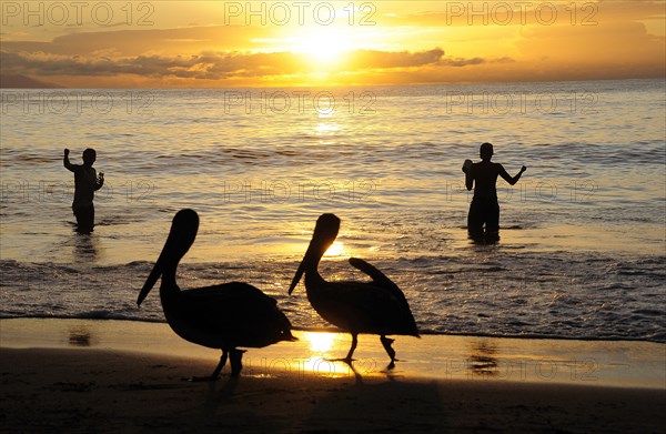 Mexico, Jalisco, Puerto Vallarta, Playa Olas Altas Two pelicans on the beach and two fishermen standing knee deep in the water silhouetted at sunset.. Photo : Nick Bonetti
