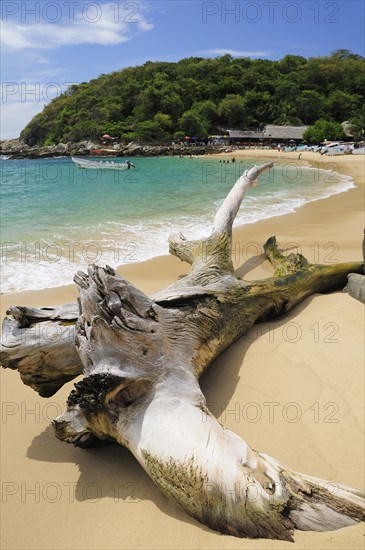 Mexico, Oaxaca, Puerto Escondido, Puerto Escondido Bleached tree stump on sand at Playa Manzanillo beach with tourist boats people and tree covered headland beyond. Photo : Nick Bonetti