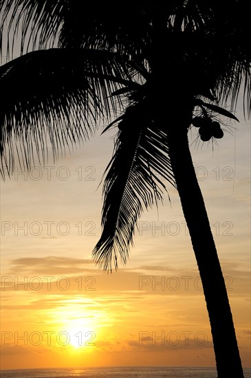 Mexico, Oaxaca, Puerto Escondido, Coconut palm silhouetted against sunset over Playa Zicatela. Photo : Nick Bonetti