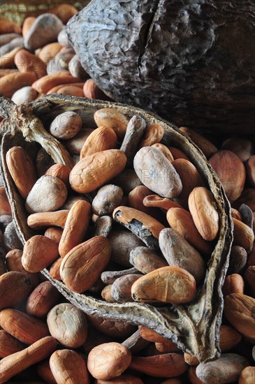 Mexico, Oaxaca, Cocoa beans and pod. Photo : Nick Bonetti