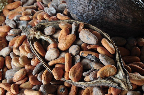 Mexico, Oaxaca, Cocoa beans and pod. Photo : Nick Bonetti