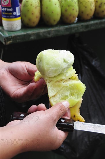 Mexico, Bajio, Zacatecas, Preparing tunas or cactus fruit cropped shot of hands holding peeled fruit and knife. Photo : Nick Bonetti